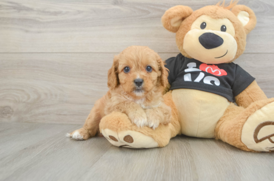 Cavapoo Puppy for Adoption