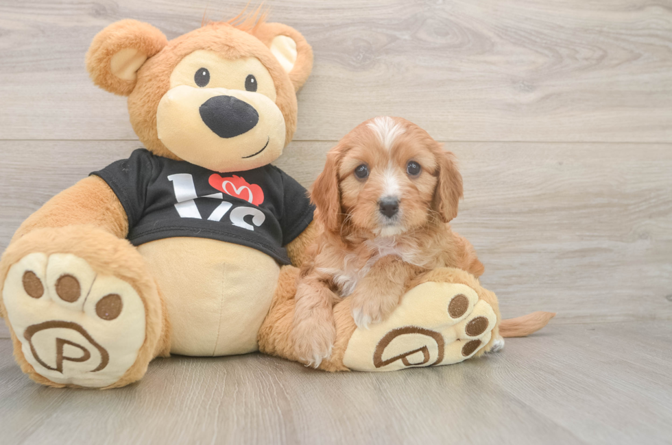 5 week old Cavapoo Puppy For Sale - Seaside Pups