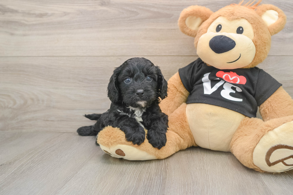 Cavapoo Puppy for Adoption