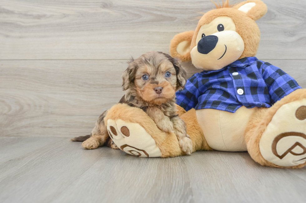 5 week old Cavapoo Puppy For Sale - Seaside Pups