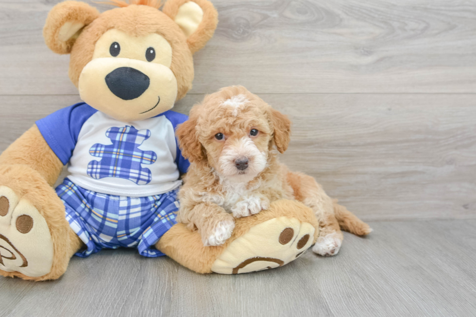 Petite Cavapoo Poodle Mix Pup