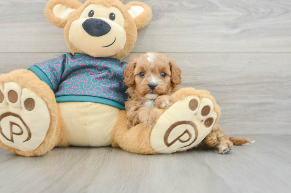 6 week old Cavapoo Puppy For Sale - Seaside Pups
