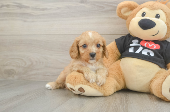 Sweet Cavapoo Baby