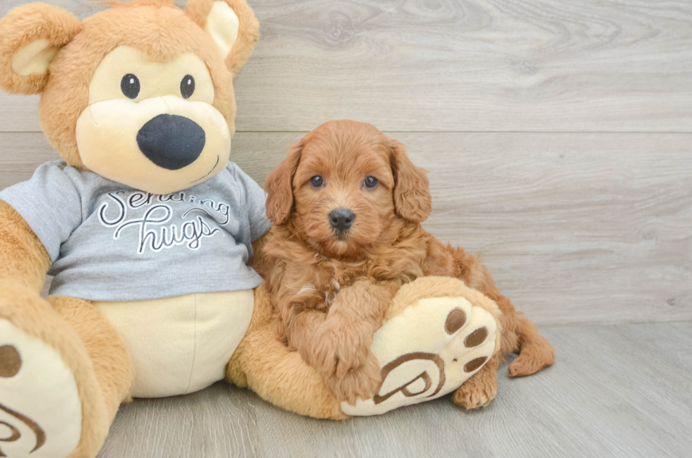 5 week old Cavapoo Puppy For Sale - Seaside Pups