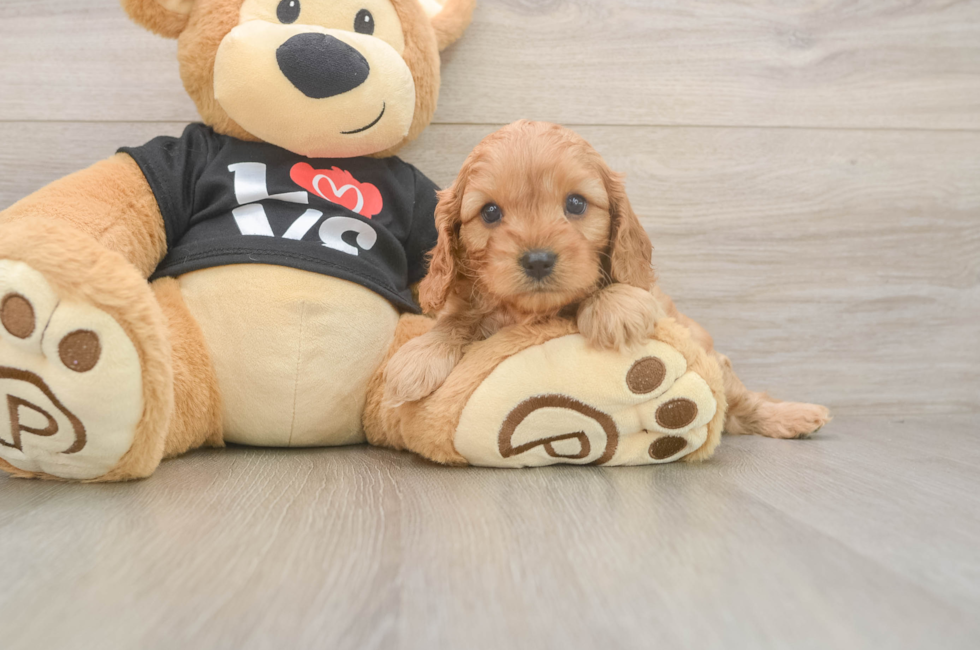 5 week old Cavapoo Puppy For Sale - Seaside Pups