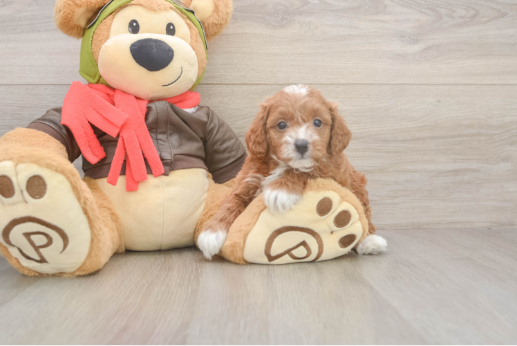 Sweet Cavapoo Baby