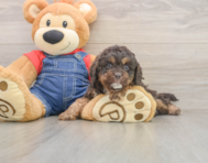7 week old Cavapoo Puppy For Sale - Seaside Pups