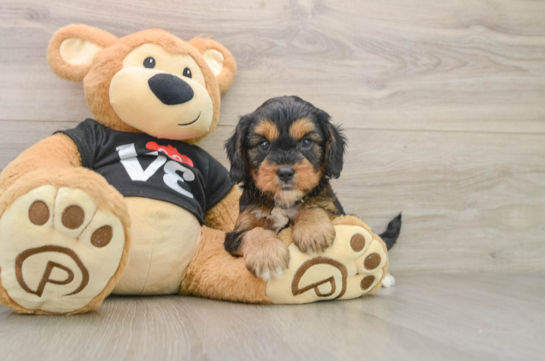 BOOMER, a Cavapoo littermate