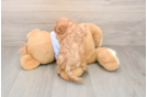 Cavapoo Puppy for Adoption