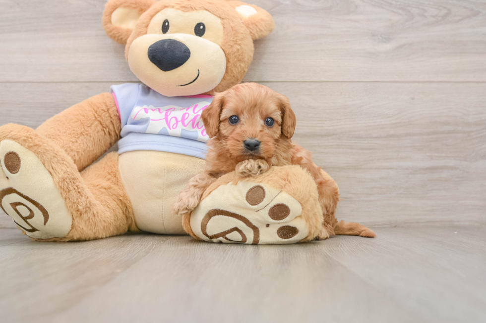 Cavapoo Pup Being Cute