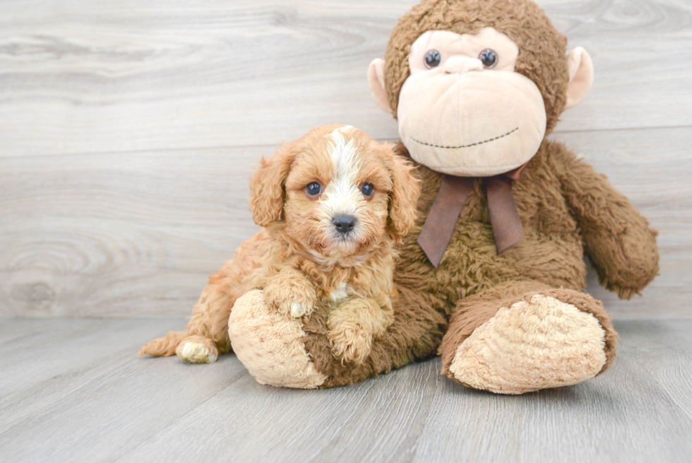 Cute Cavapoo Poodle Mix Pup