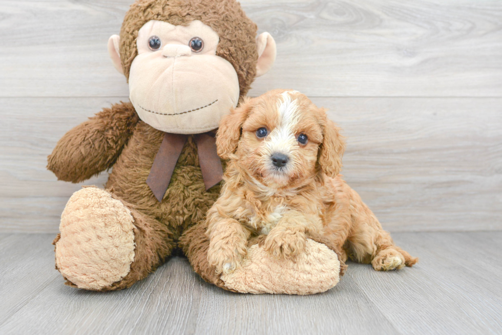 Best Cavapoo Baby