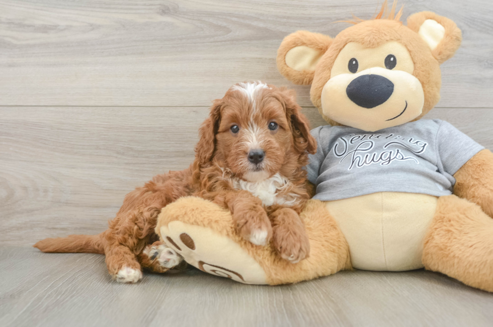 5 week old Cavapoo Puppy For Sale - Seaside Pups