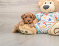 7 week old Cavapoo Puppy For Sale - Seaside Pups