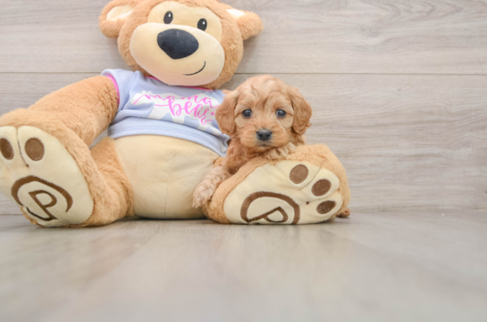 Cavapoo Puppy for Adoption