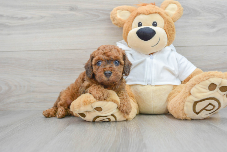Happy Cavapoo Baby