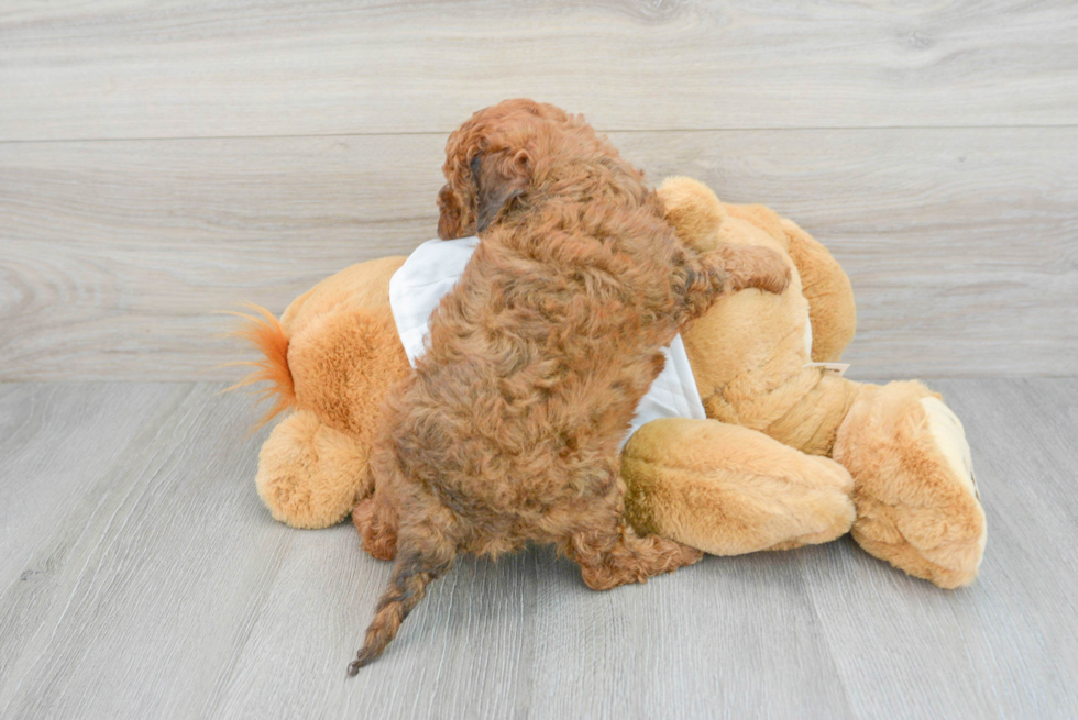 Adorable Cavoodle Poodle Mix Puppy