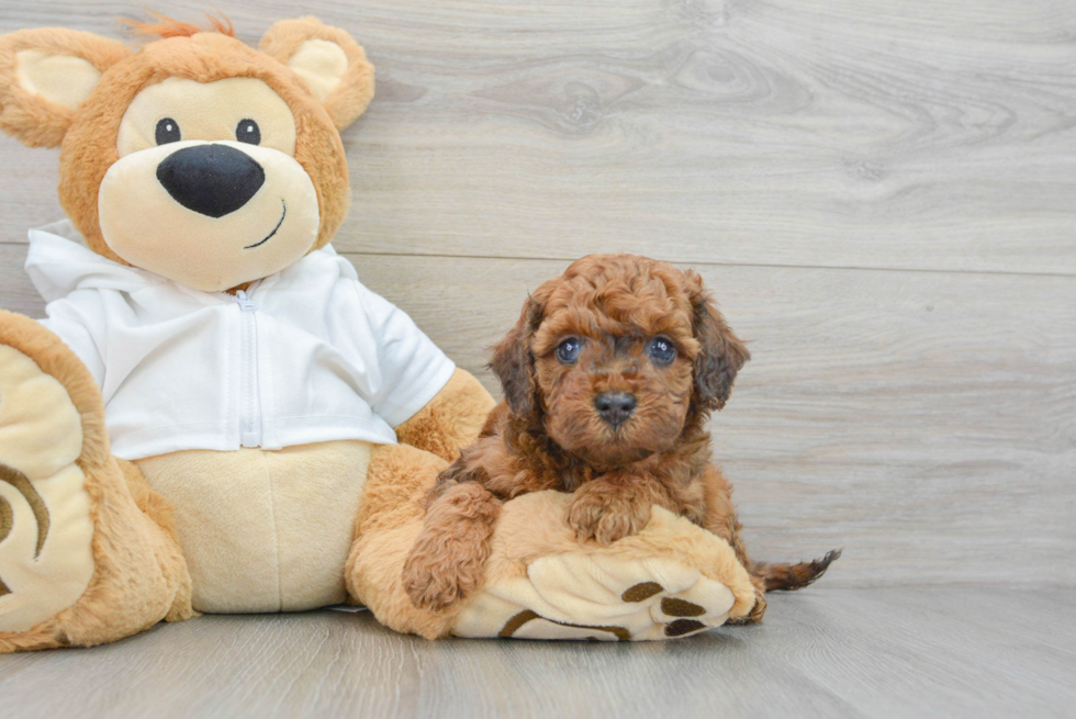 Cavapoo Pup Being Cute