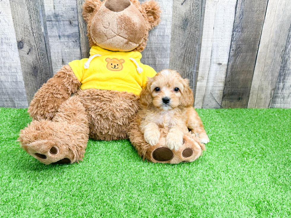 Hypoallergenic Cavoodle Poodle Mix Puppy