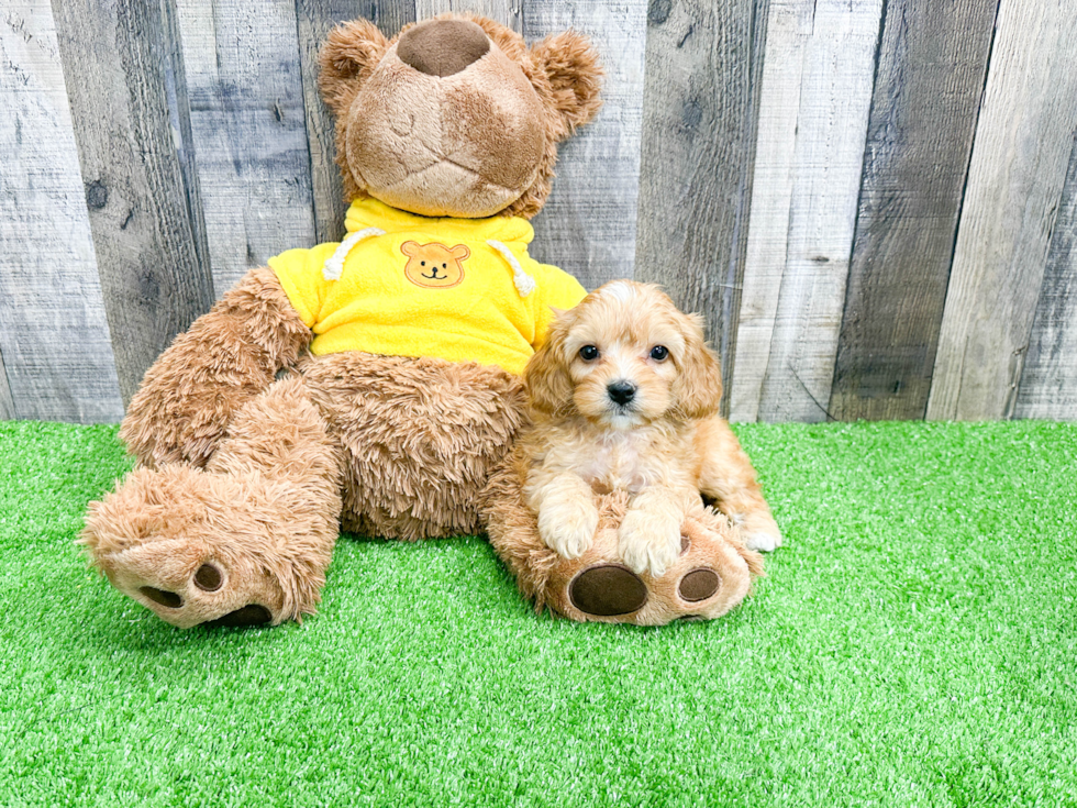 Fluffy Cavapoo Poodle Mix Pup