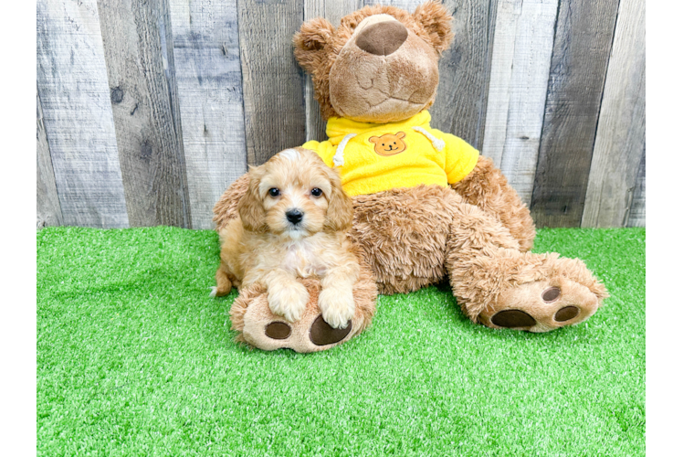 Cavapoo Pup Being Cute