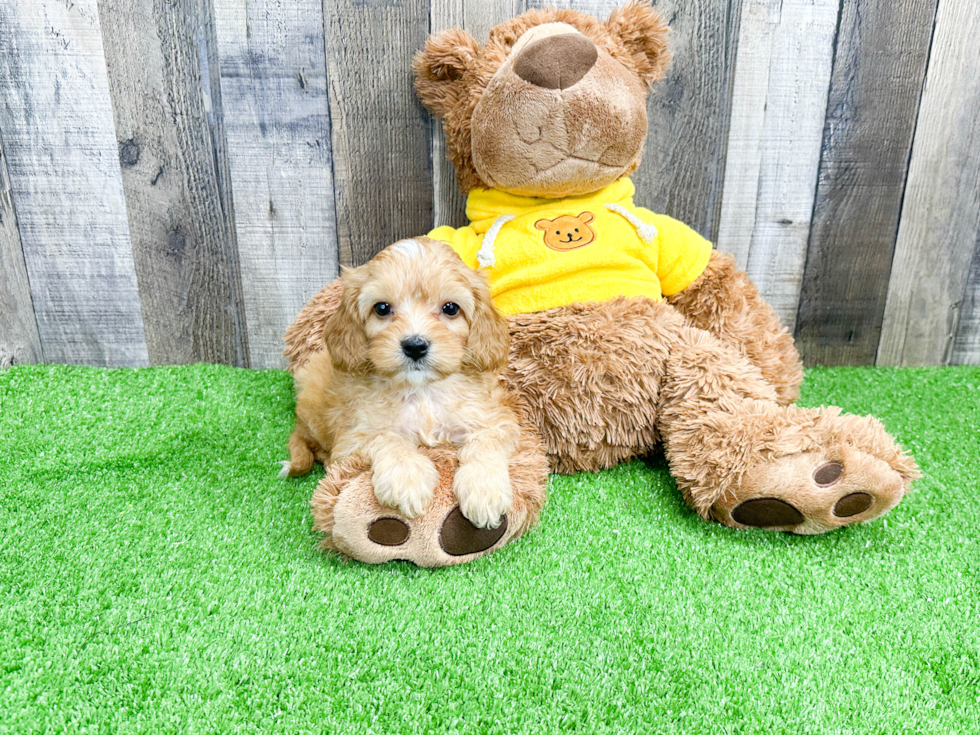 Cavapoo Pup Being Cute