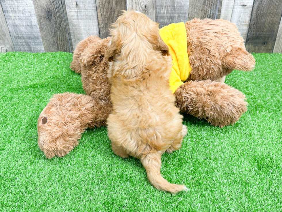 Cavapoo Puppy for Adoption