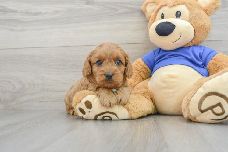 Small Cavapoo Baby