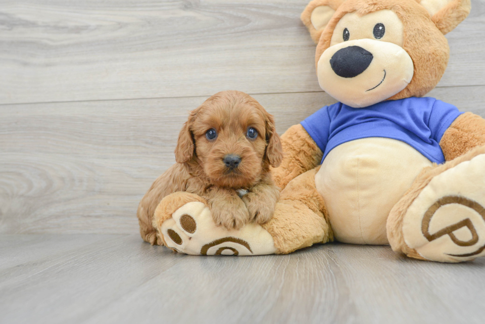 Small Cavapoo Baby