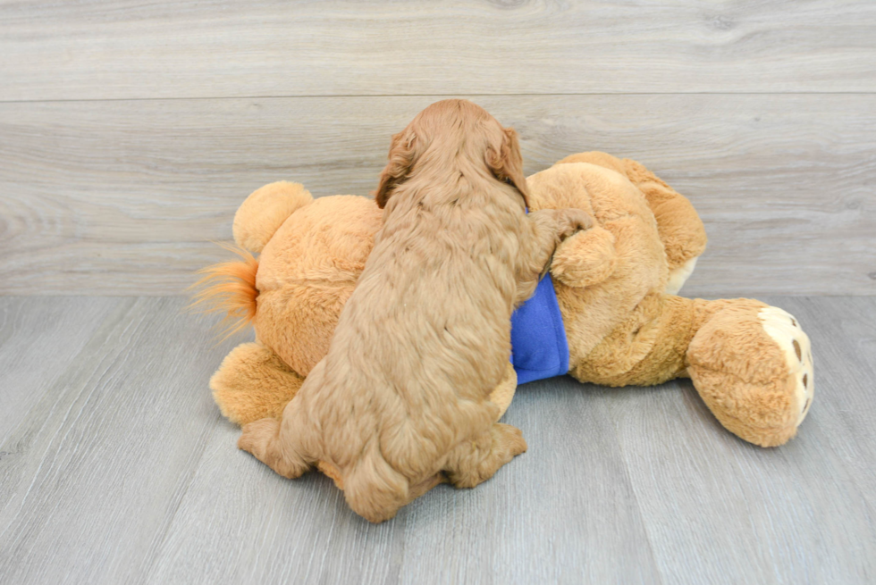 Cavapoo Pup Being Cute
