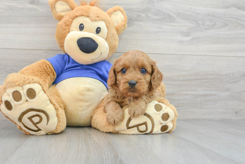 Sweet Cavapoo Baby