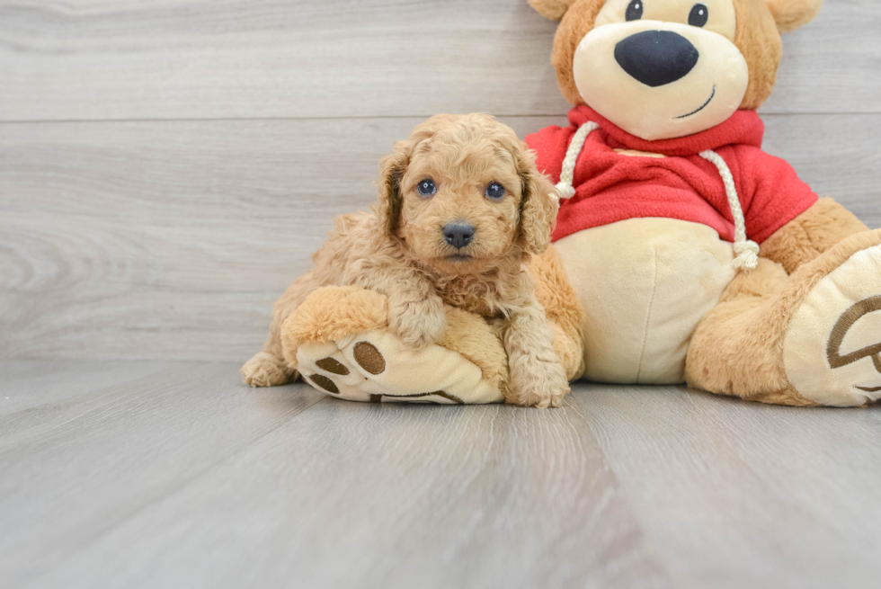 Best Cavapoo Baby