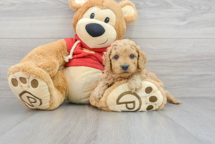 Energetic Cavoodle Poodle Mix Puppy