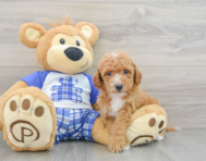 8 week old Cavapoo Puppy For Sale - Seaside Pups