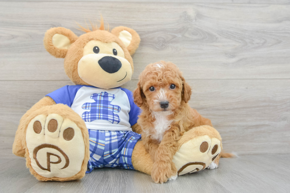 Cavapoo Pup Being Cute