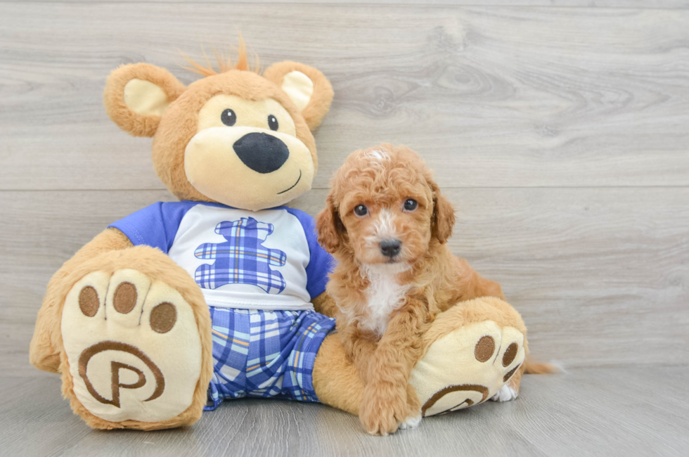 7 week old Cavapoo Puppy For Sale - Seaside Pups