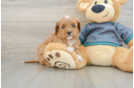 Cavapoo Puppy for Adoption