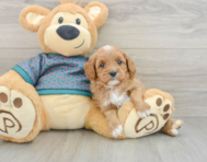 8 week old Cavapoo Puppy For Sale - Seaside Pups