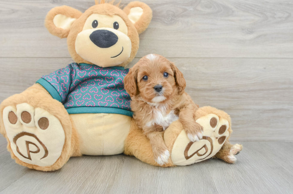 6 week old Cavapoo Puppy For Sale - Seaside Pups