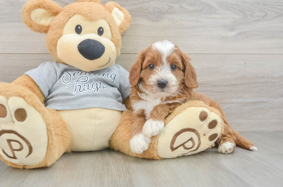 5 week old Cavapoo Puppy For Sale - Seaside Pups