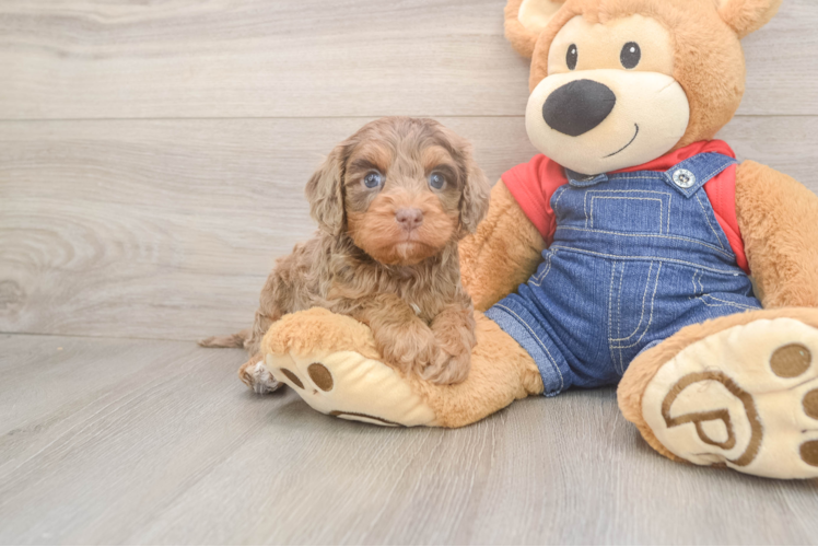 Cavapoo Pup Being Cute