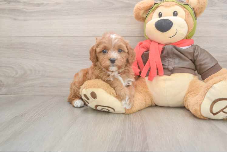 Best Cavapoo Baby