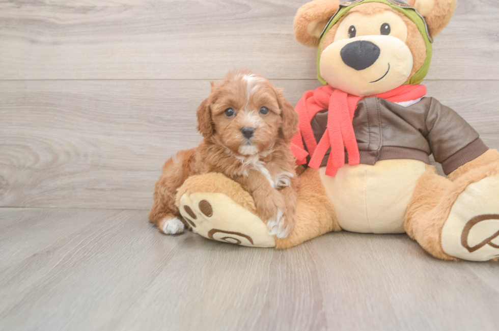 5 week old Cavapoo Puppy For Sale - Seaside Pups