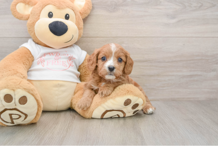 Cavapoo Puppy for Adoption