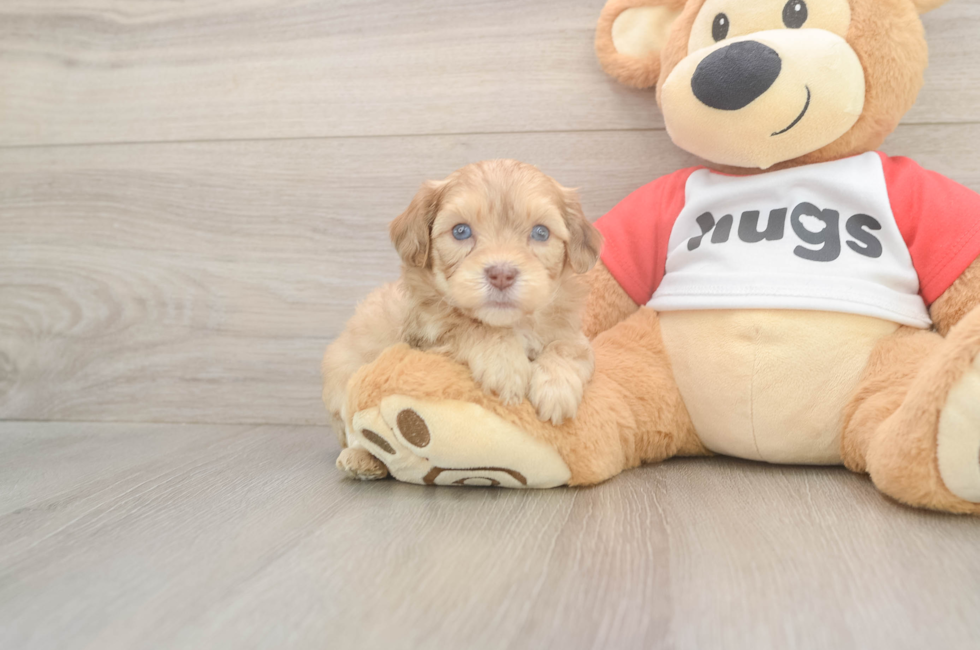 5 week old Cavapoo Puppy For Sale - Seaside Pups