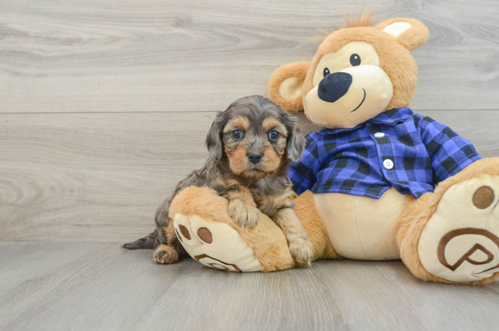 5 week old Cavapoo Puppy For Sale - Seaside Pups