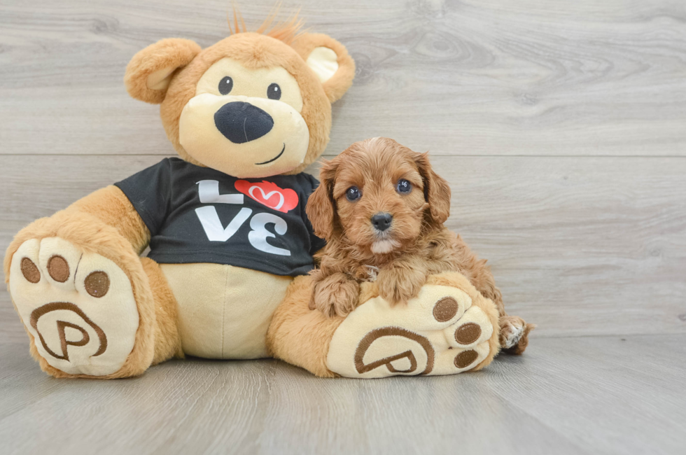 6 week old Cavapoo Puppy For Sale - Seaside Pups