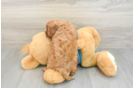 Energetic Cavoodle Poodle Mix Puppy