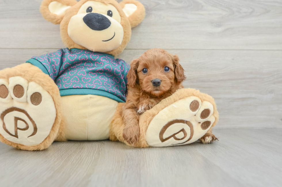 6 week old Cavapoo Puppy For Sale - Seaside Pups