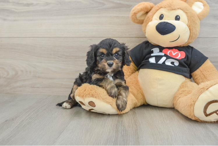 Popular Cavapoo Poodle Mix Pup